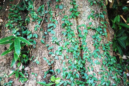 蔦がからむ巨木 蔦がからむ巨木 蔦,緑,木の写真素材