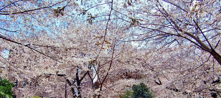 桜の季節-3 桜の季節-3 桜,木,幹の写真素材