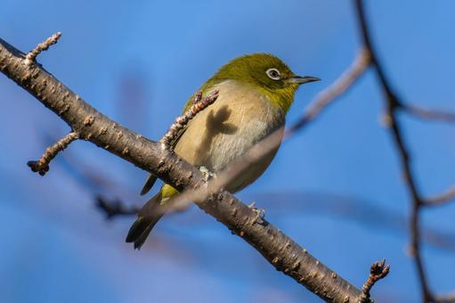 枝にとまるメジロ 枝にとまるメジロ メジロ,野鳥,鳥の写真素材