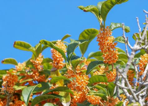 キンモクセイ 金木犀,秋イメージ,花の写真素材