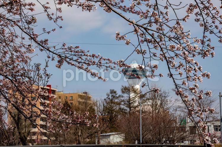 桜のつぼみから見える五稜郭タワー 五稜郭タワー,亀田川,柳川橋の写真素材