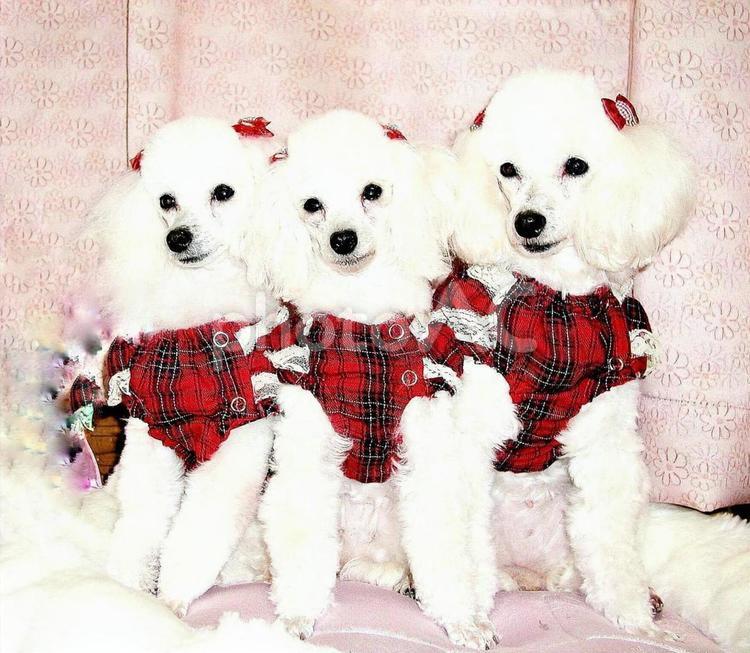 美女の祖母、母、娘３代 トイプードル,犬,愛犬の写真素材
