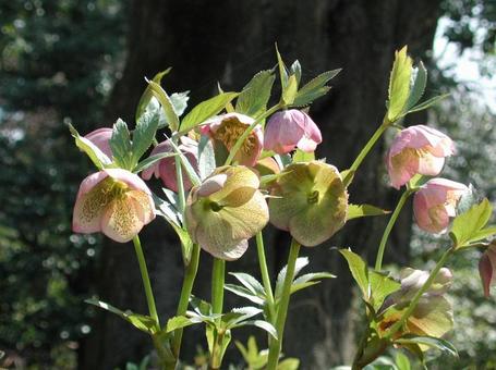 クリスマスローズ クリスマスローズの写真