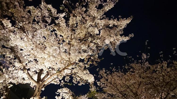 ライトアップされた桜 桜,夜桜,花見の写真素材