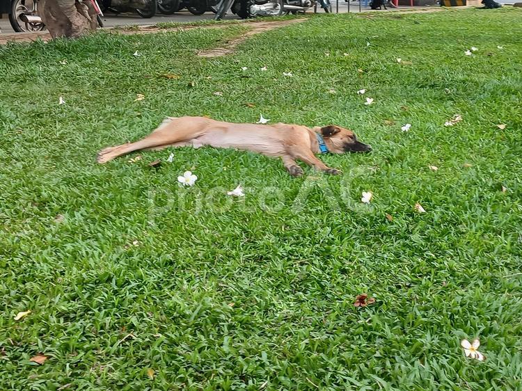 王宮広場で爆睡中の野良犬 イヌ,ワンコ,犬の写真素材