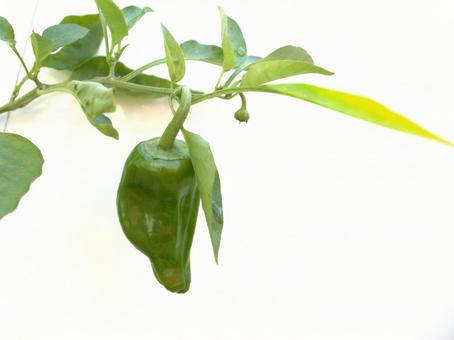 白背景に成長するピーマン 白背景に成長するピーマン ピーマン,グリーン,野菜の写真素材