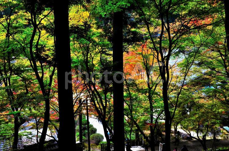 木漏れ日と紅葉 紅葉,モミジ,秋の写真素材