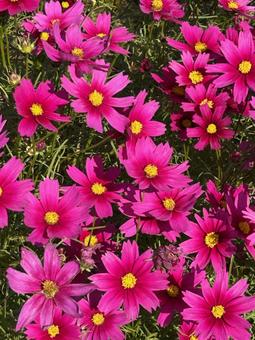 コスモス コスモス,コスモス畑,秋桜の写真素材