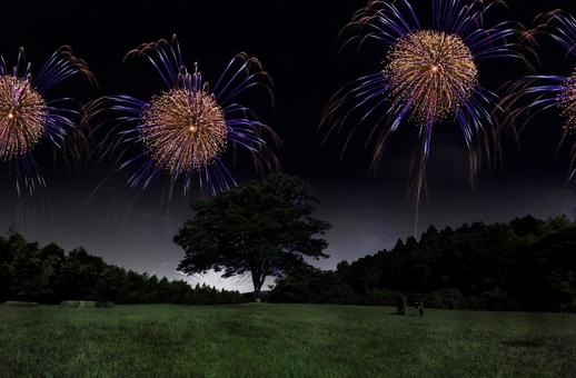 イメージ素材/ケヤキの丘と打ち上げ花火 花火,ケヤキ,木の写真素材