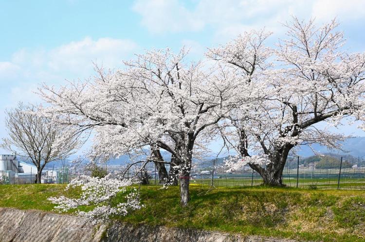 川沿いのさくら 自然,川,空の写真素材