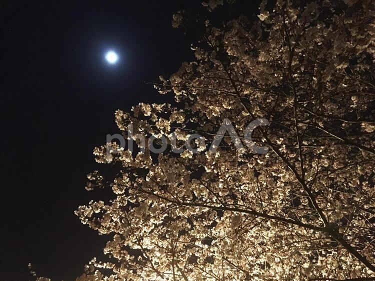 月夜の桜１ 桜,花見,春の写真素材