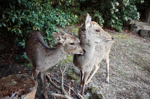 寄り添う二頭の鹿 寄り添う二頭の鹿の写真