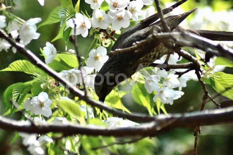 桜の花に頭部を伸ばすツグミ 野鳥,ツグミ,桜の写真素材