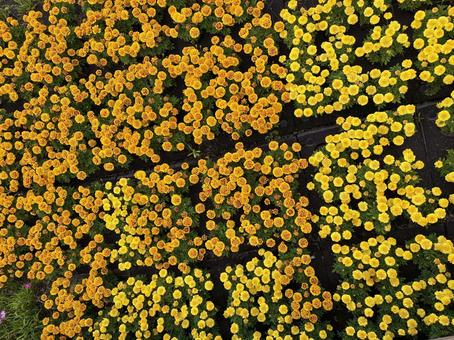 花畑④ 花畑④の写真