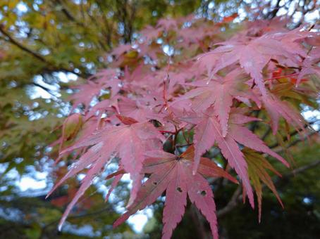 もみじ もみじの写真