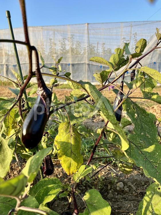 家庭菜園の夏野菜　2 家庭菜園,菜園,畑の写真素材