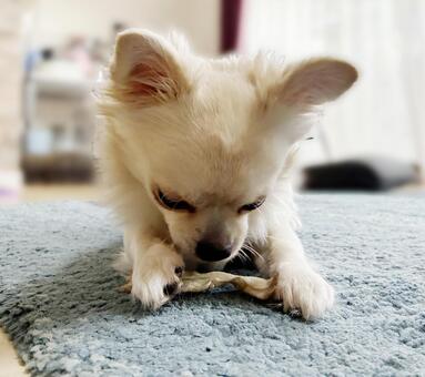 おやつを見つめるチワワ チワワ,ガム,おやつの写真素材