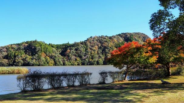 秋の亀山湖・楓の木の紅葉（千葉県君津市） 秋,亀山湖,紅葉の写真素材