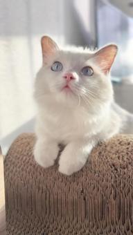 夕日をあびる猫② 猫,ペット,かわいいの写真素材