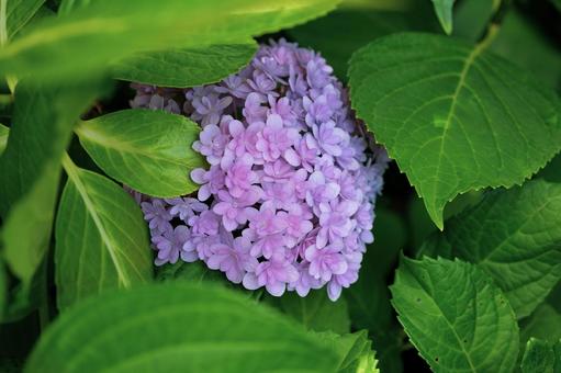 紫陽花 紫陽花の写真