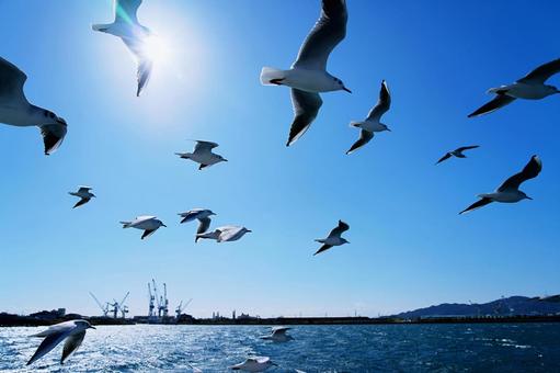 Photo, seagull, uricamome, summer, 