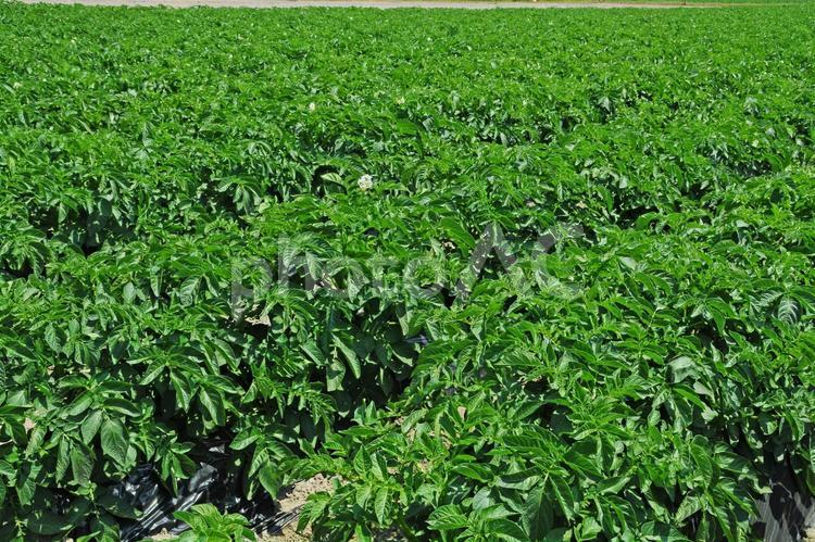 じゃが芋畑　鹿児島県　出水平野 じゃが芋,緑,野菜の写真素材