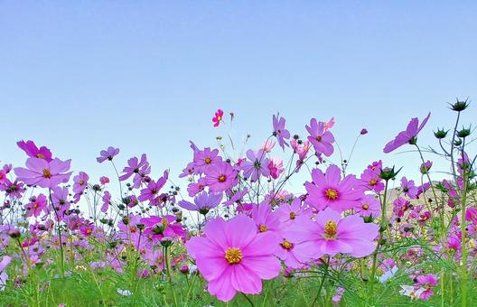 ピンクの秋桜の花畑と青空 ピンクの秋桜の花畑と青空 秋桜,秋,花の写真素材
