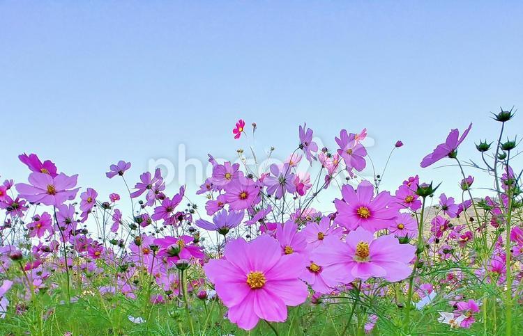 ピンクの秋桜の花畑と青空 秋桜,秋,花の写真素材