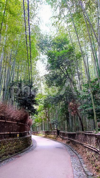 竹林の小径① 竹林,竹,竹林の小径の写真素材