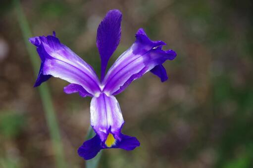 アイリスの写真