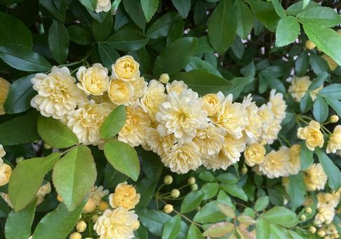 モッコウバラ2の写真