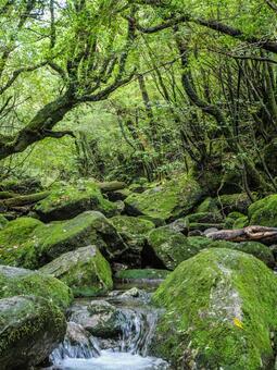 【鹿児島県】屋久島・白谷雲水峡 白谷雲水峡,屋久島,鹿児島県の写真素材