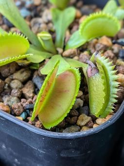 食虫植物 食虫植物の写真