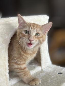 子猫 茶トラ 子猫 茶トラ 子猫,ネコ,ペットの写真素材