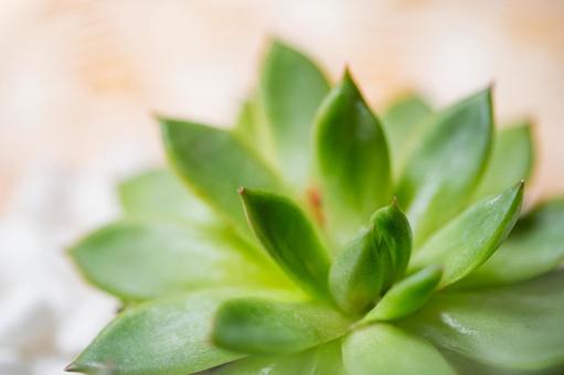 多肉植物のイメージ 多肉植物のイメージ 観葉植物,多肉植物,サボテンの写真素材
