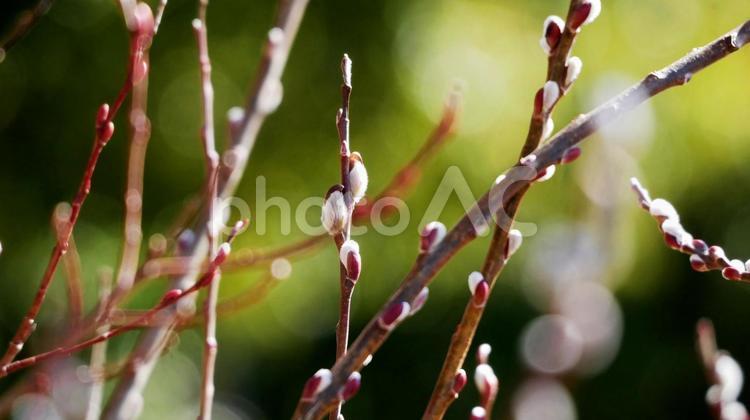 ほっこりふんわりネコヤナギ ネコヤナギ,花穂,白の写真素材