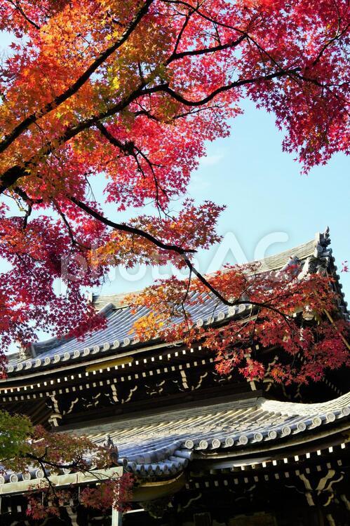 今熊野観音寺のもみじ 紅葉,もみじ,行楽の写真素材