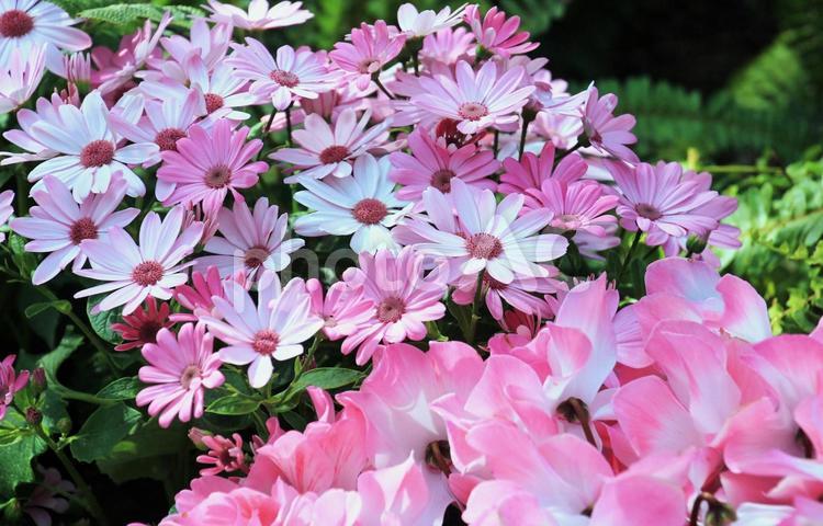 ピンク系サイネリアとシクラメンの花 花,サイネリア,シクラメンの写真素材
