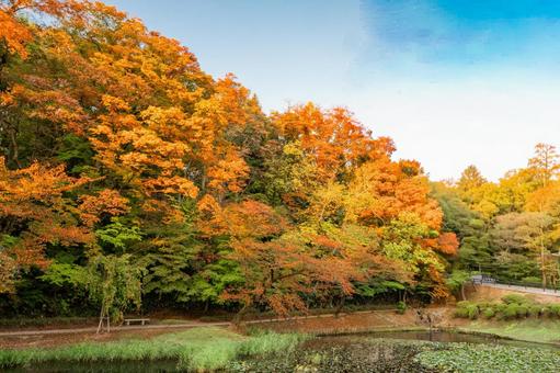 紅葉が映る水面 紅葉が映る水面の写真