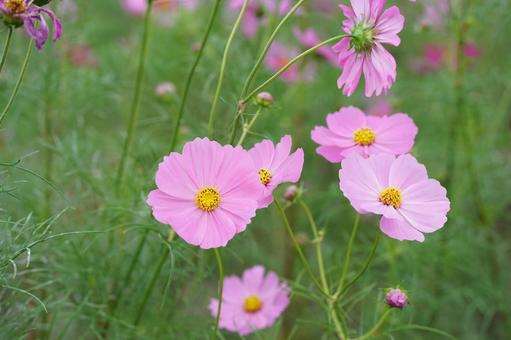 コスモス便り2025の写真