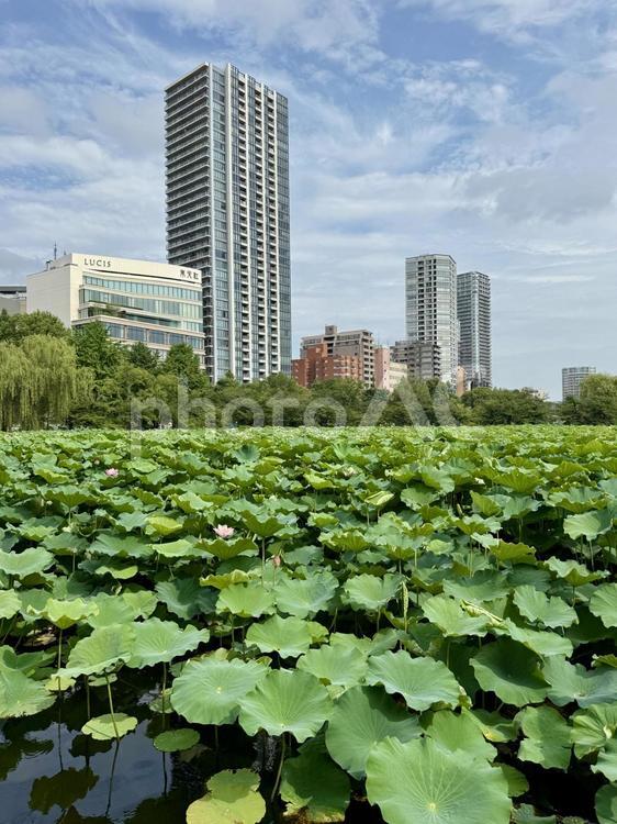上野不忍池蓮池　7月上旬　ハスが開花 蓮の花,開花,早朝の写真素材