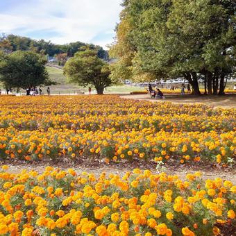 マリーゴールドの丘 マリーゴールドの丘,マリーゴールド,丘の写真素材