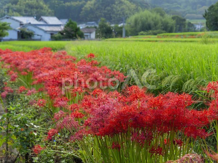 明日香村の田園に咲く彼岸花 彼岸花,明日香村,田園の写真素材