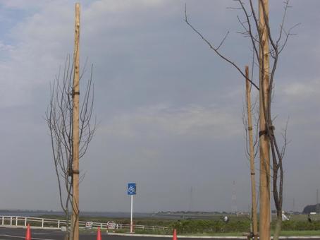 支柱-1 支柱,一本立ち,若木の写真素材