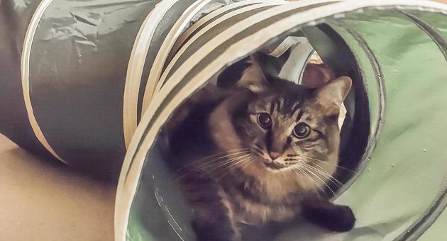 ねこ トンネル,オモチャ,遊ぶの写真素材