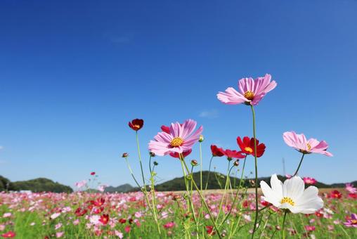 コスモス畑 コスモス畑 コスモス,こすもす,こすもす畑の写真素材
