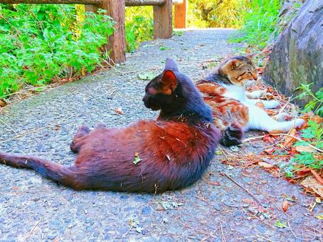 ねこ 動物,ねこ,自然の写真素材