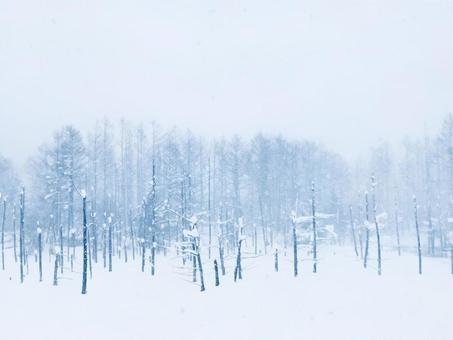 冬の青の池 冬の青の池の写真