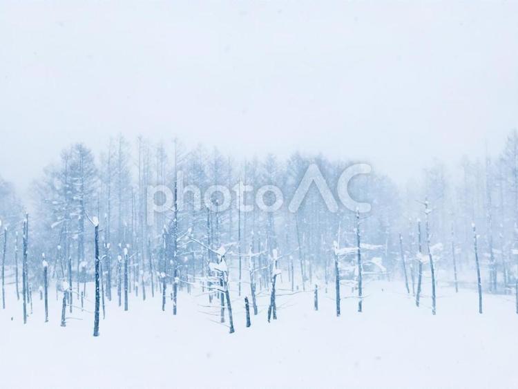 冬の青の池 北海道,美瑛町,観光名所の写真素材