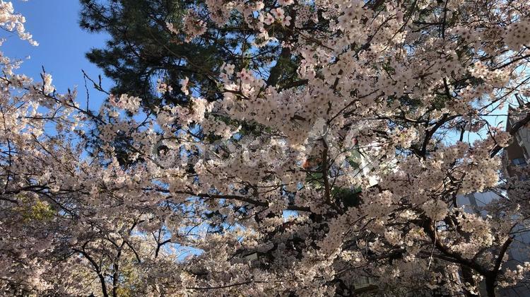桜並木 宝塚,花の道,桜の写真素材